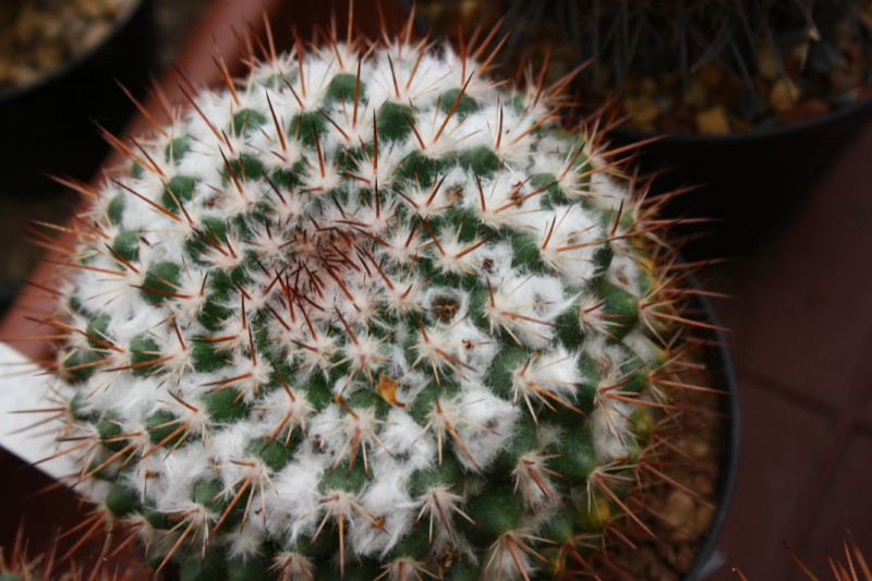 Mammillaria pseudoscrippsiana LAU 70