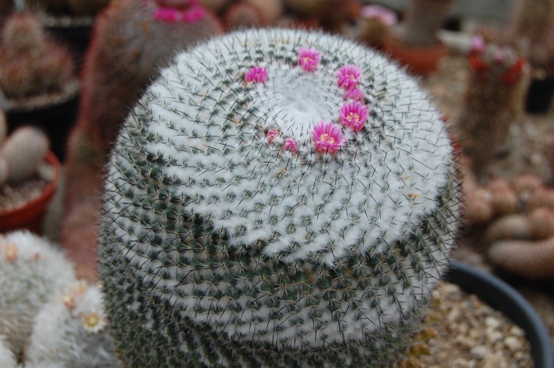 Mammillaria pseudoperbella 