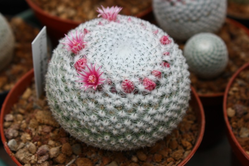 Mammillaria pseudoperbella 