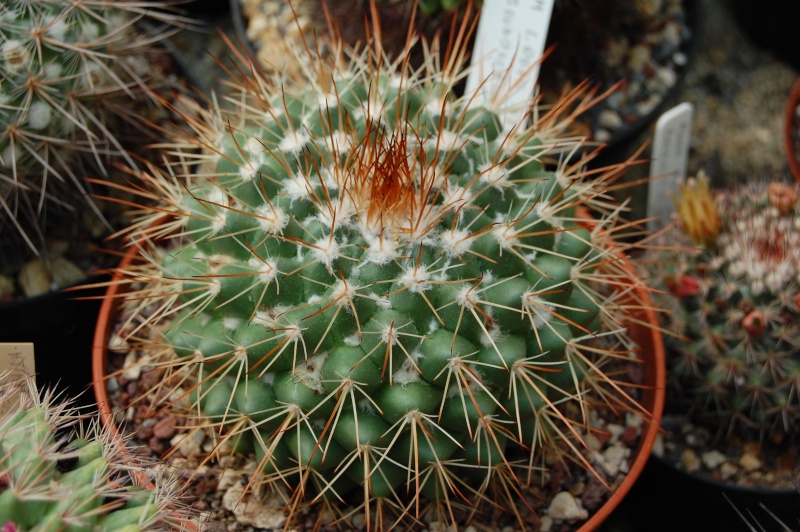 Mammillaria pseudoscrippsiana 