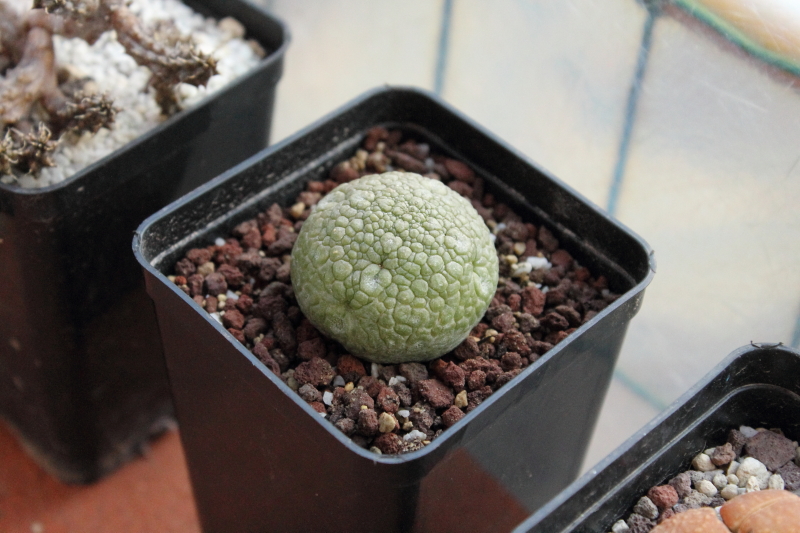 Pseudolithos migiurtinus 