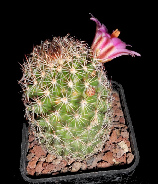 Mammillaria pseudoalamensis 