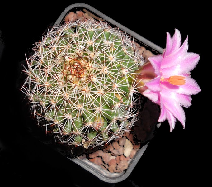 Mammillaria pseudoalamensis 