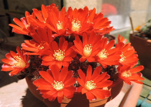 rebutia pseudodeminuta