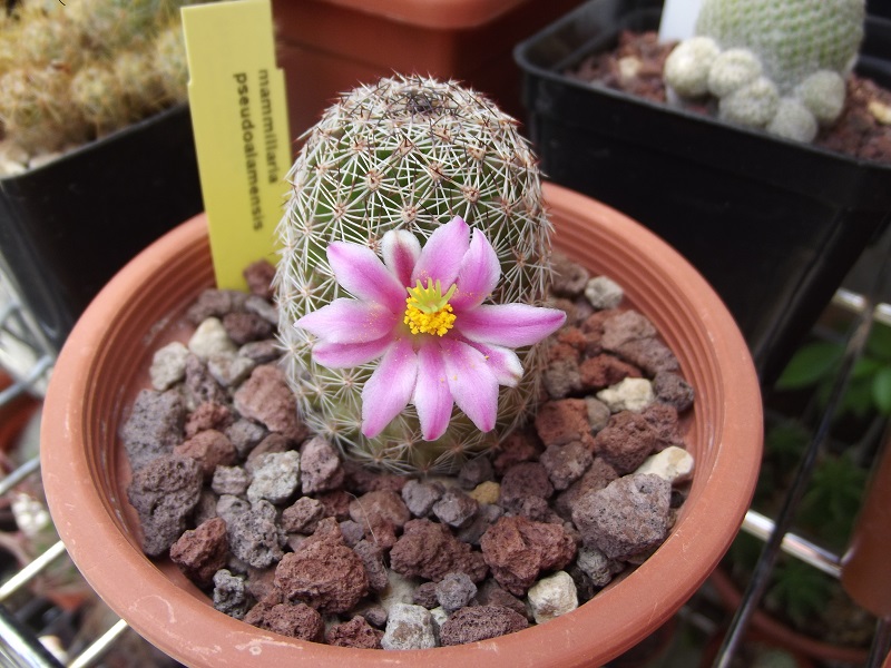 Mammillaria pseudoalamensis 