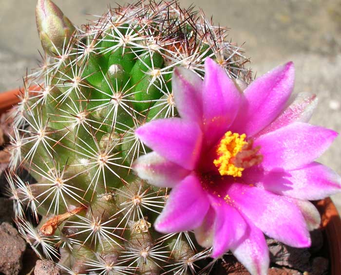 Mammillaria pseudoalamensis 