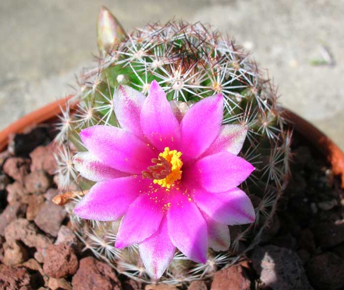 Mammillaria pseudoalamensis 