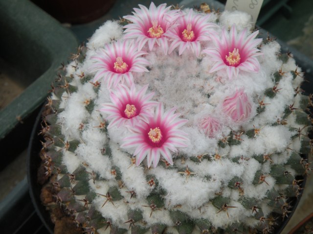 Mammillaria pseudocrucigera 