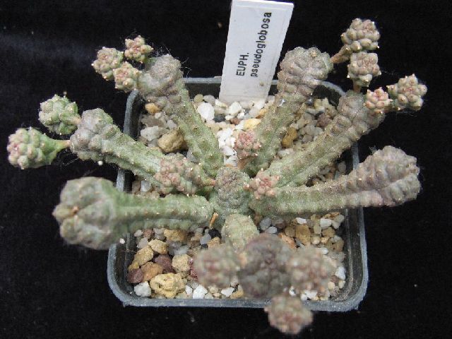 Euphorbia pseudoglobosa 