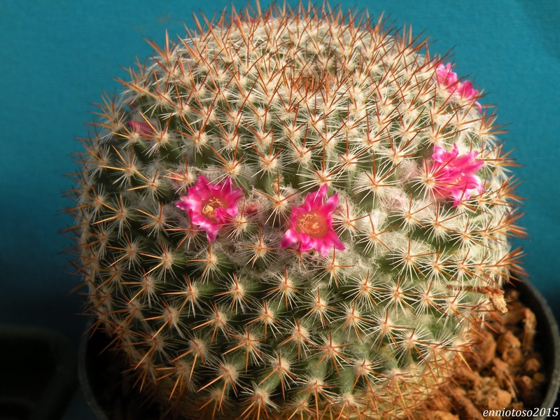 Mammillaria pseudohalbingeri ROG 405