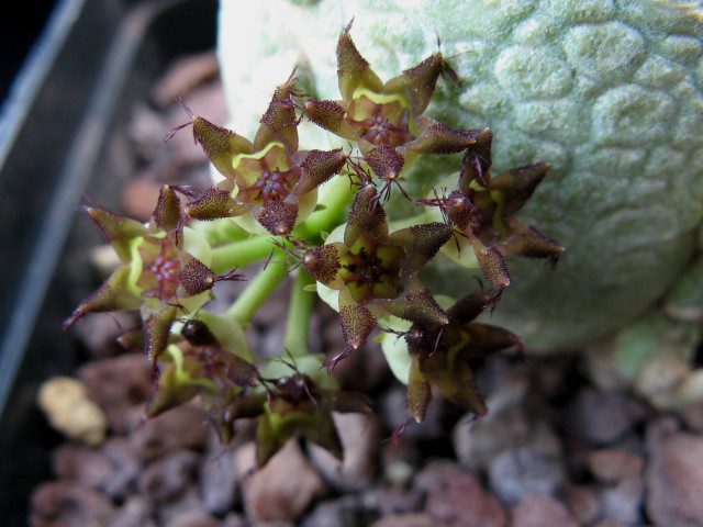 Pseudolithos migiurtinus 