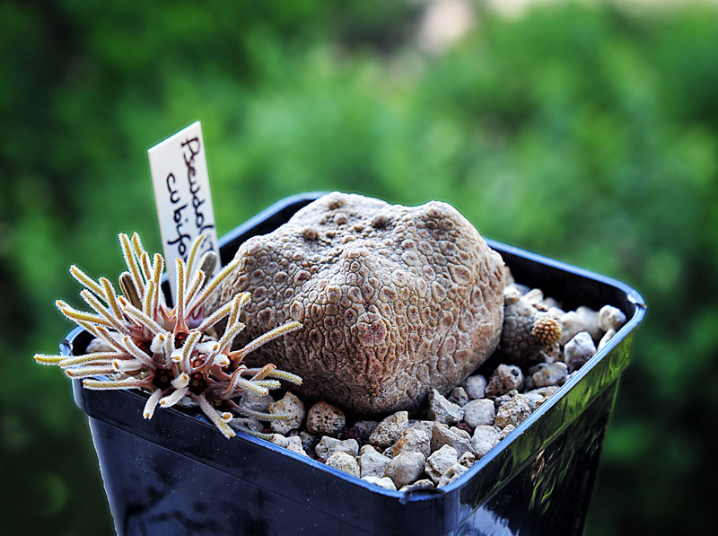 Pseudolithos cubiformis 