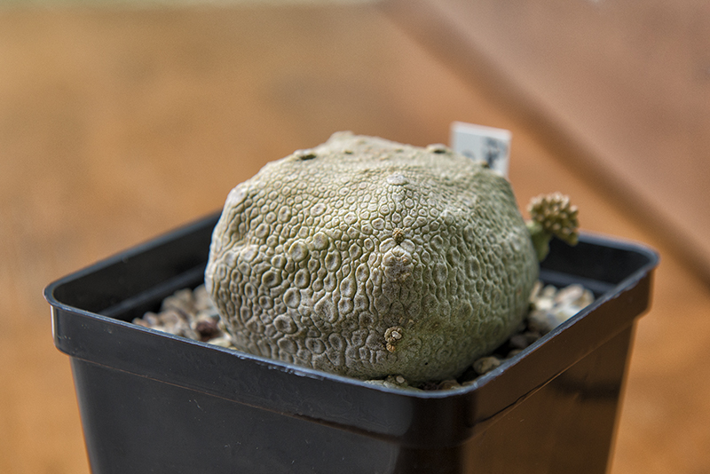 Pseudolithos cubiformis 