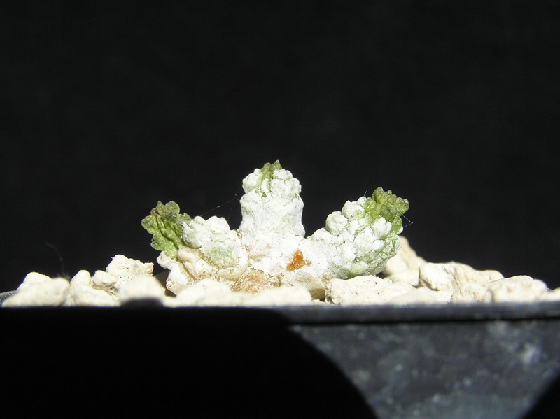 pseudolithos dodsonianus