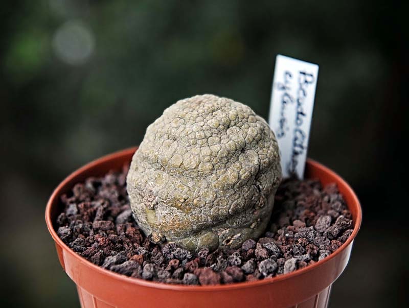 Pseudolithos eylensis 