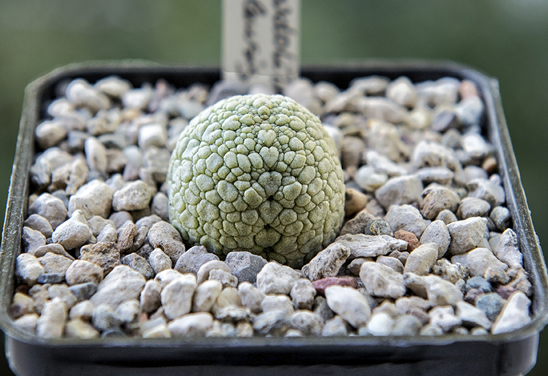 Pseudolithos eylensis 