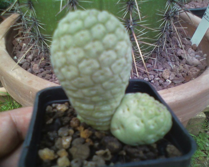 pseudolithos migiurtinus 