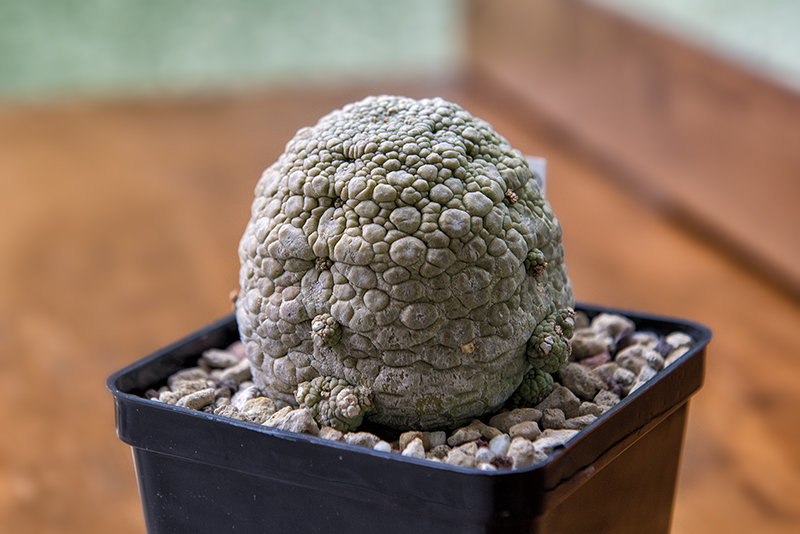 Pseudolithos migiurtinus 