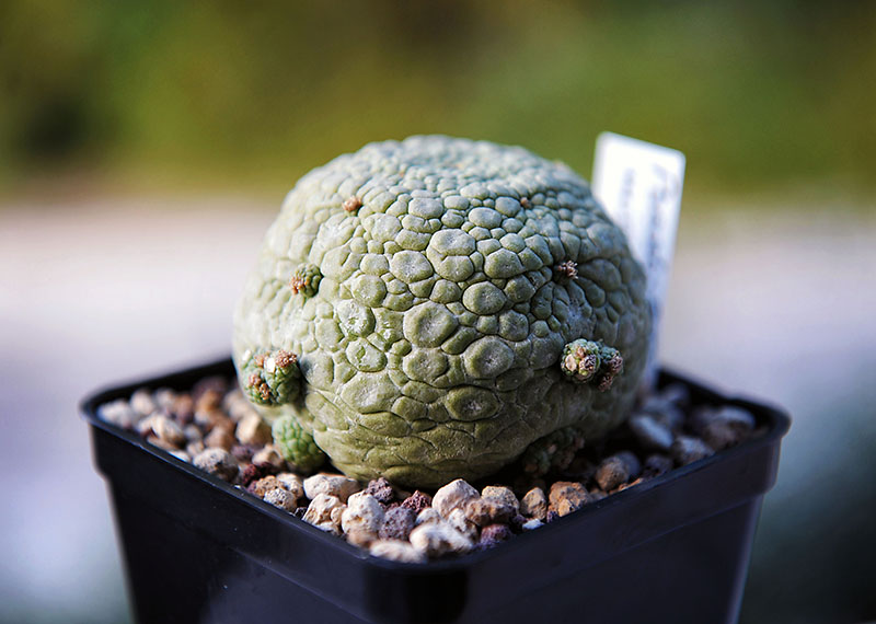 Pseudolithos migiurtinus 