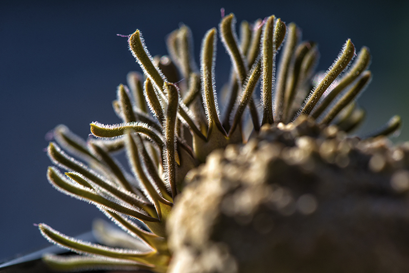 Pseudolithos cubiformis 