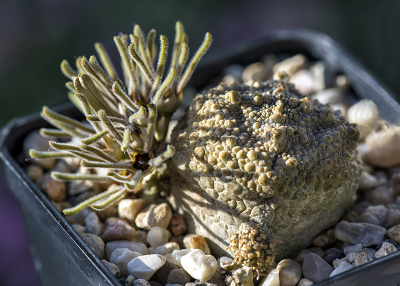 Pseudolithos cubiformis 