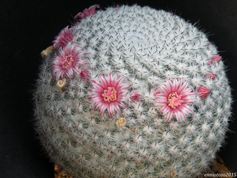 Mammillaria pseudoperbella 