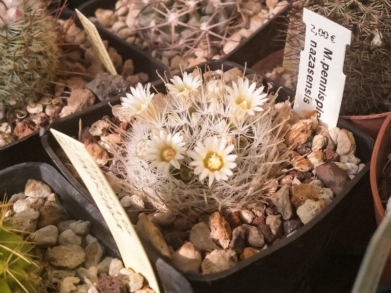 Mammillaria pennispinosa ssp. nazasensis 