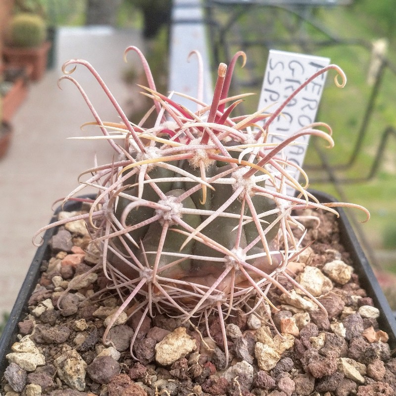 Ferocactus gracilis ssp. gatesii 