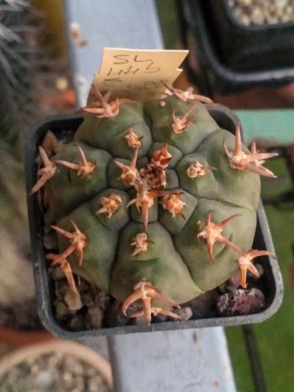 Gymnocalycium spegazzinii f. unguispinum SL 445