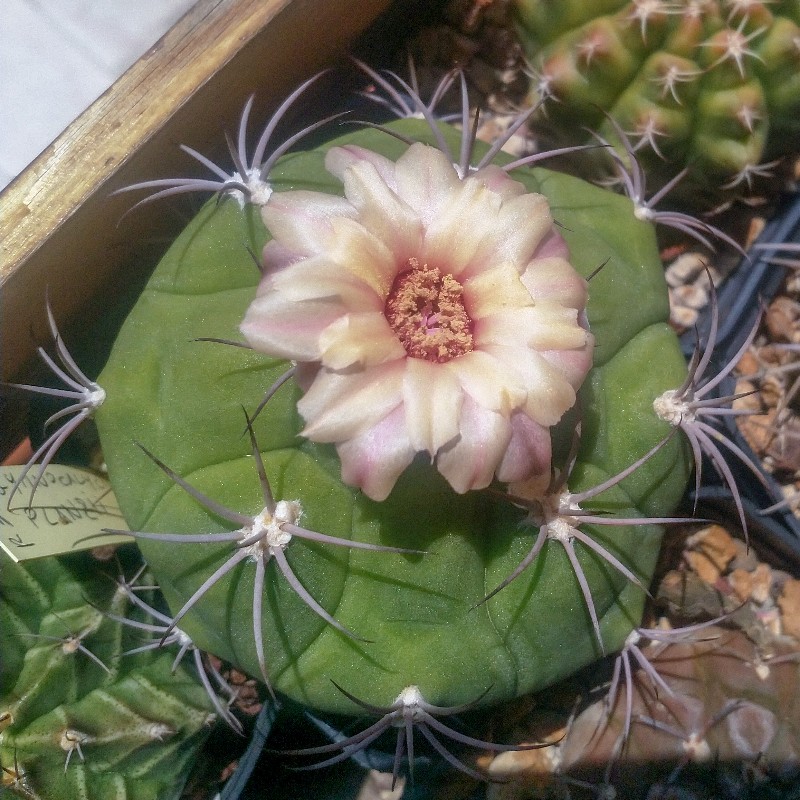 Gymnocalycium pflanzii 