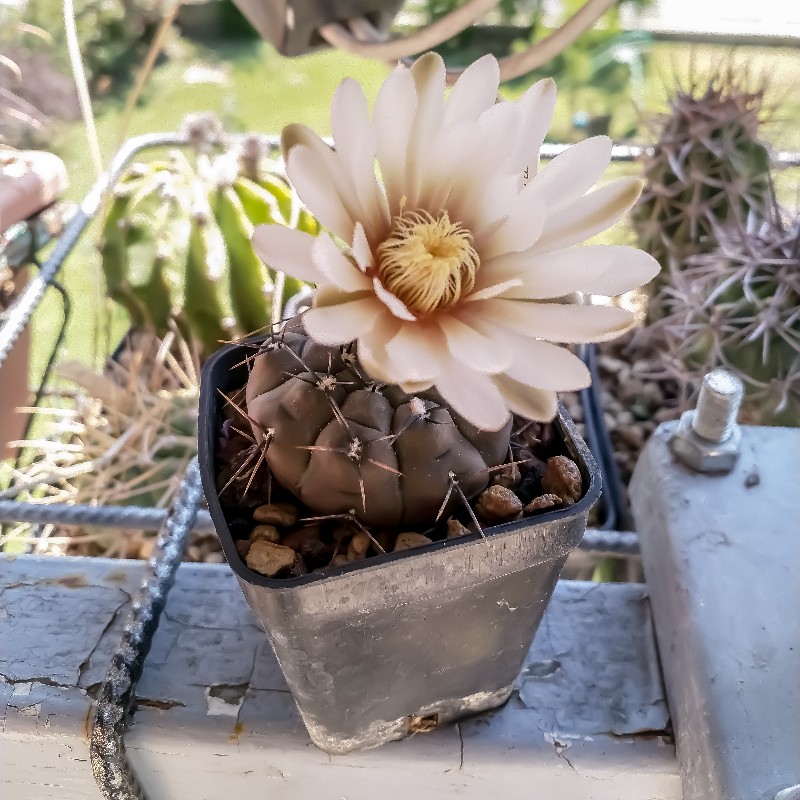 Gymnocalycium esperanzae RS 2248