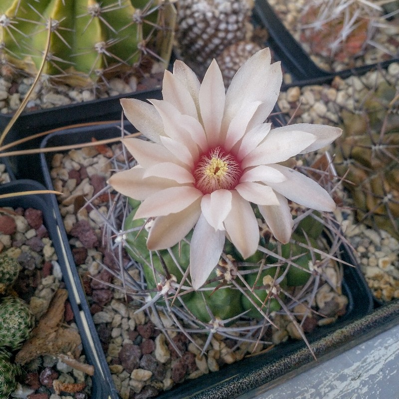 Gymnocalycium achirasense 