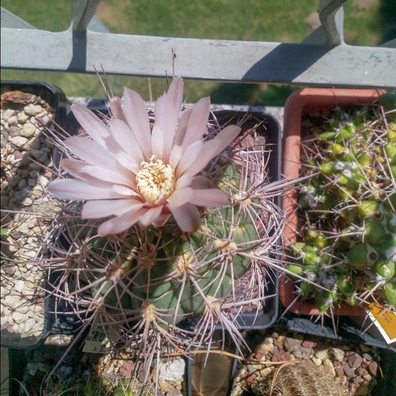 gymnocalycium acorrugatum