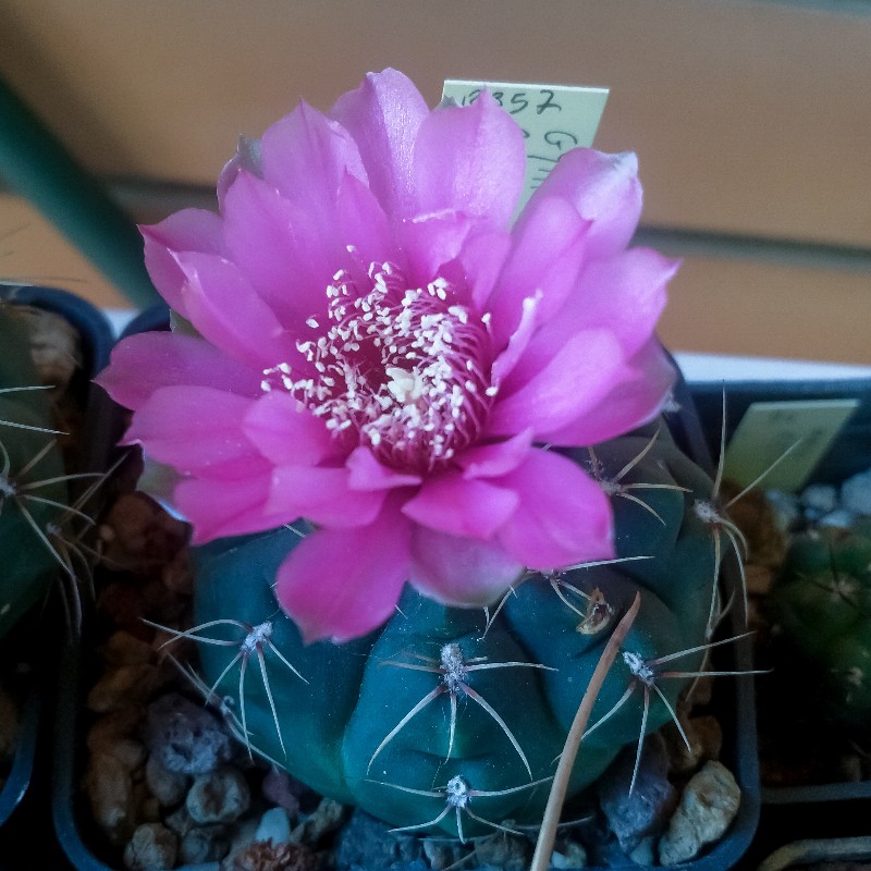 Gymnocalycium baldianum 