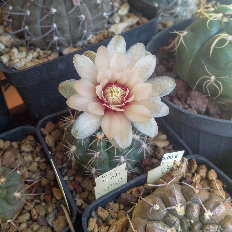 Gymnocalycium lukasikii 