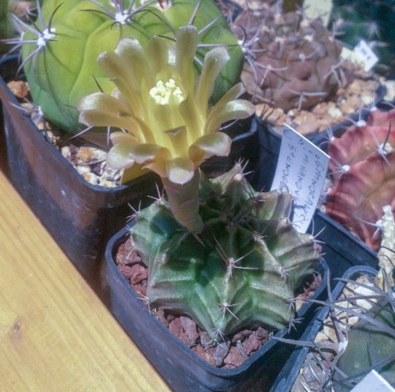 Gymnocalycium mihanovichii v. stenogonum 