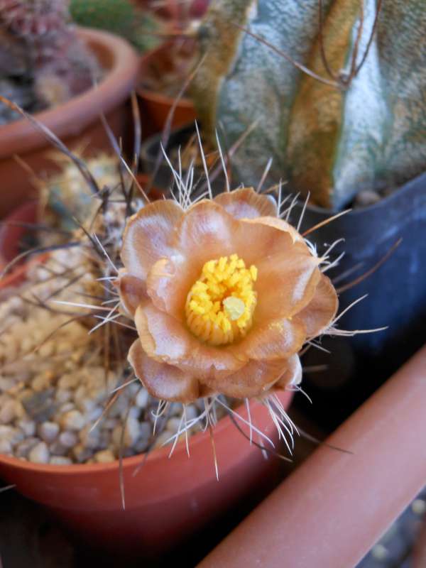 Pterocactus australis 