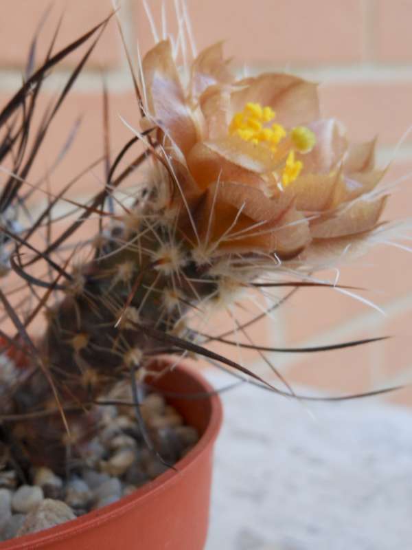 Pterocactus australis 