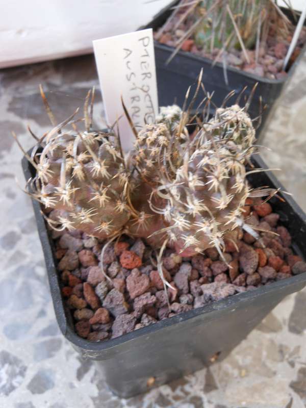 Pterocactus australis 