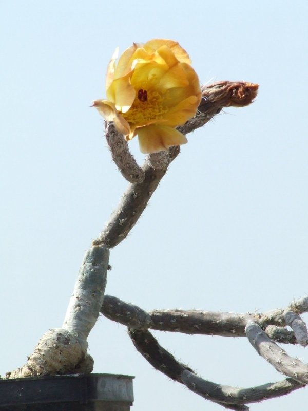 Pterocactus tuberosus 