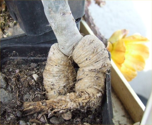 Pterocactus tuberosus 