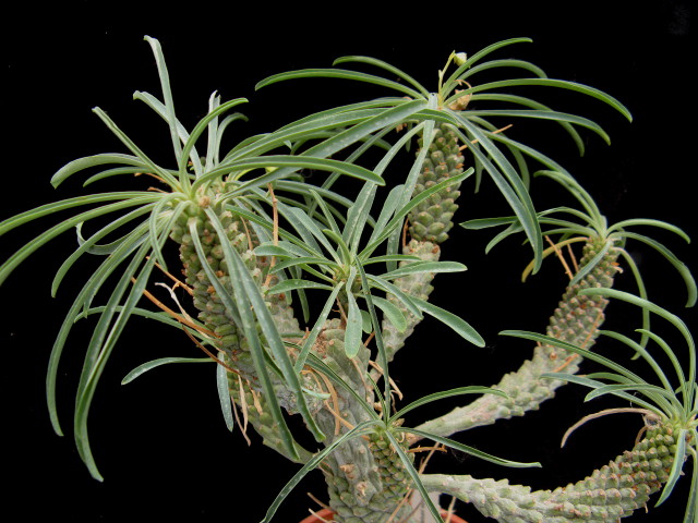 Euphorbia pubiglans 