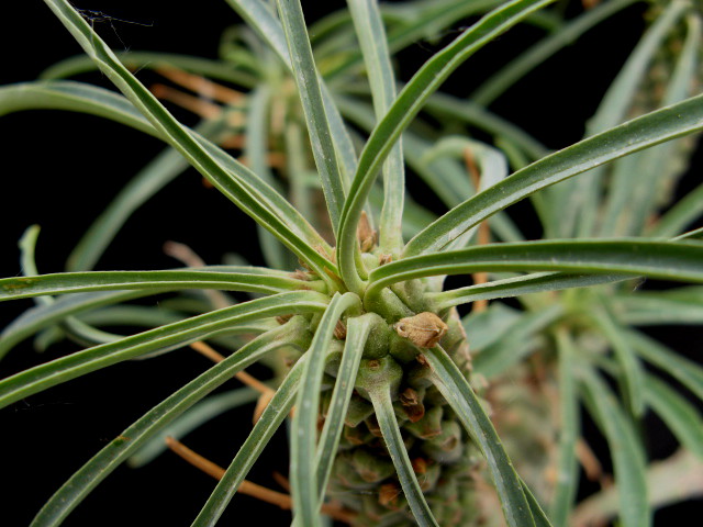 Euphorbia pubiglans 