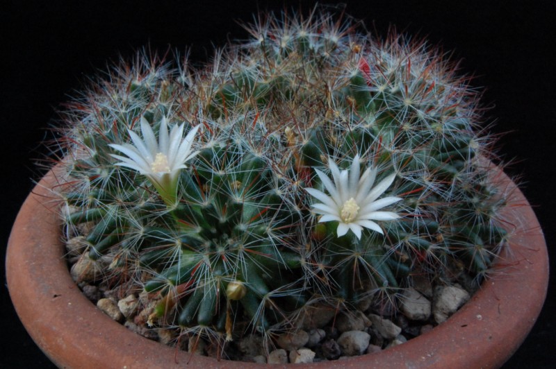 Mammillaria pubispina TL 424