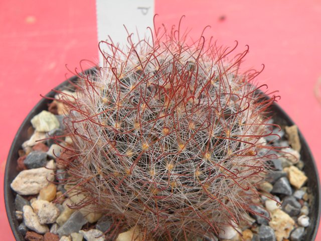 mammillaria crinita 'pubispina' 