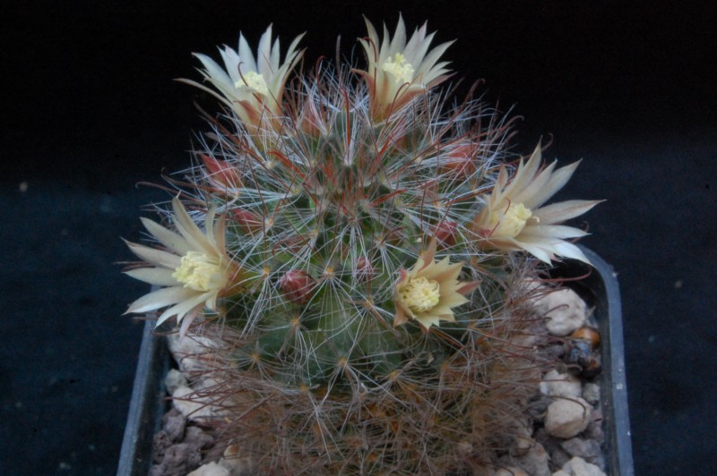 Mammillaria pubispina 