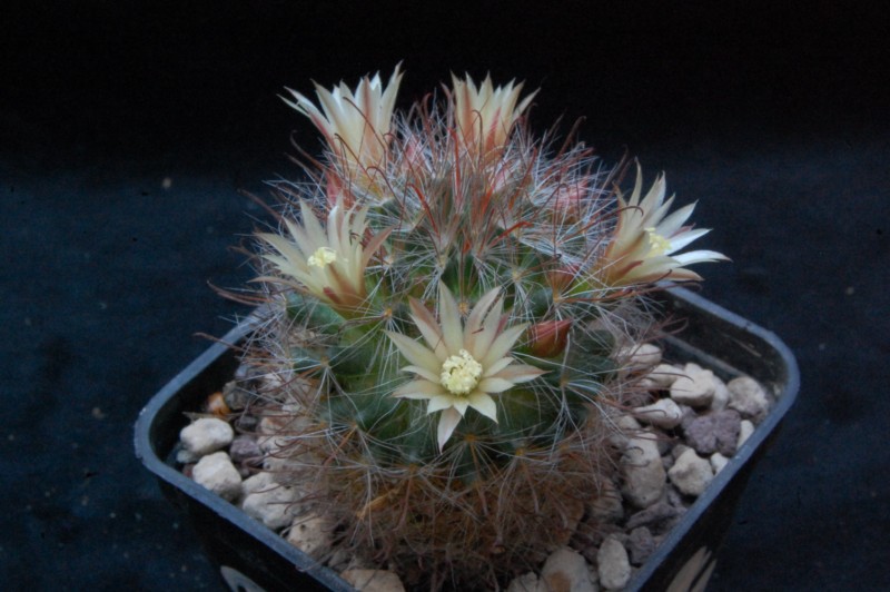 Mammillaria pubispina 