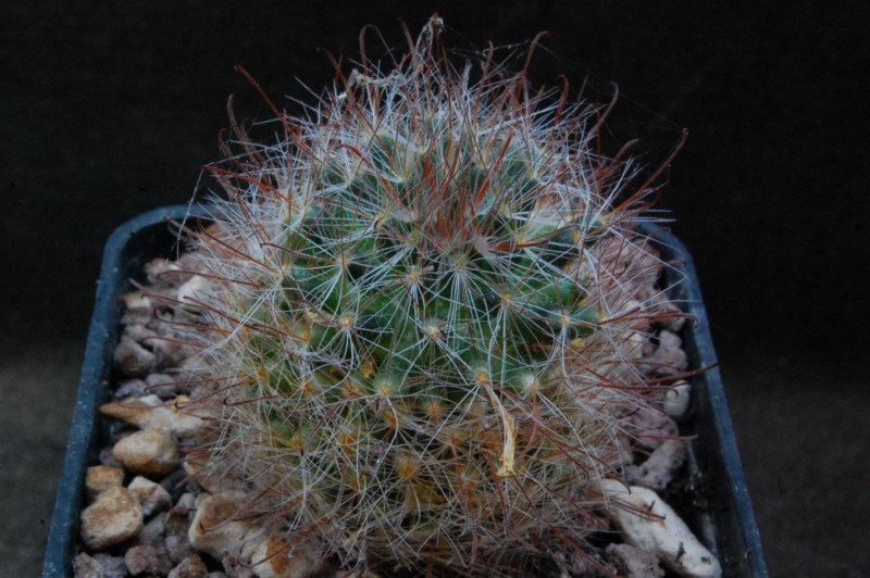 Mammillaria pubispina 