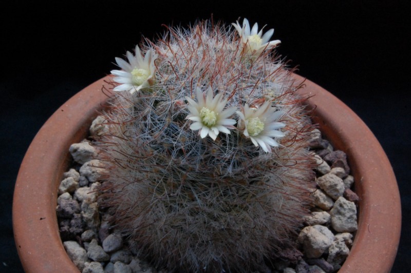 Mammillaria pubispina UG 183