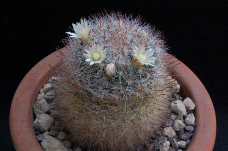 Mammillaria pubispina UG 183